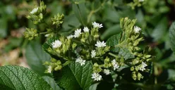 Stevia, Herbal yang Bisa Membantu Kita Berhenti Merokok