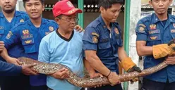 Surat Edaran Wali Kota Depok Atasi Teror Ular
