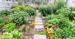 Wali Kota Jaktim Panen di Urban Farming di Kolong Tol Becakayu