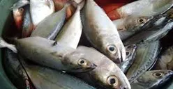 Ikan Berformalin Masih Ditemukan di Pasar Tradisional Tangerang