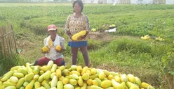 Menengok Kampung Gabus, Kampung Penghasil Timun Suri di Bulan Ramadan