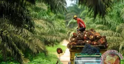 Retalisasi Sawit Tampaknya Tidak Dibahas dalam Debat Capres Terakhir