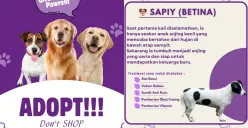 Puskewan DKI Jakarta Buka 6 Anjing Siap Adopsi! CEK Syarat dan Alur Lengkap di Sini 