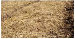 Tahap Produksi Pengolahan Jerami hingga Jadi Bahan Bakar Ramah Lingkungan, Ternyata BOBIBOS Punya Mesin Khusus Ini
