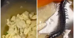 Viral di Medsos, Kelabang hingga Cacing Tanah di Makanan Program MBG