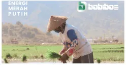Bahan Bakar dari Jerami Bukan Etanol, tapi Hidrokarbon yang Cocok untuk Mesin, Ini Penjelasan Pakar IPB