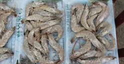 Masih Jadi Sorotan, 5 Fakta Kasus Udang Beku Radioaktif CS-137 di Cikande