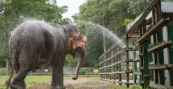 Harga Tiket Masuk Wisata Malam di Kebun Binatang Ragunan, Buka Setiap Hari Sabtu Mulai Pukul 18.00