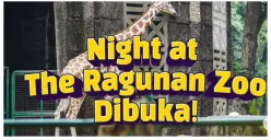 Night at The Ragunan Zoo Dibuka Malam Ini, Ada Keseruan Apa Aja? 