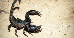5 Zodiak Paling Beruntung 25 Oktober 2025: Energi Positif Datang, Siap-Siap Rezeki dan Kejutan Besar!