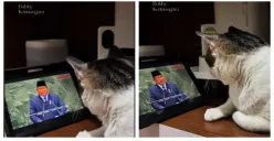 Viral! Video Bobby Kertanegara Serius Melihat Presiden Prabowo Pidato di Sidang PBB: Proud of You Mr President!