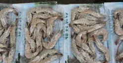 Udang Beku Tercemar dan Ditemukan Serpihan Besi Radioaktif, Ini Kronologi Lengkap Kasus Cikande