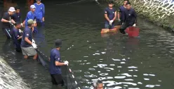 Operasi Ikan Sapu-sapu, Dinas KPKP DKI Jakarta: Ikan Dikubur dalam Keadaan Sudah Mati...