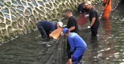 Kurangi Ledakan Populasi Ikan Sapu-sapu, Pemprov DKI Intensifkan Pengerukan Sedimen dan Pembersihan Air Sungai! 