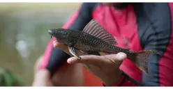 Ikan Sapu-sapu Bahaya Dikonsumsi, Dinas KPKP Jaksel akan Lakukan Sidak Pedagang Siomai: Dampak Logam Berat Merkuri