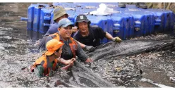 Populasi Ikan Sapu-sapu Sudah Mendominasi Lebih dari 60 Persen Perairan Jakarta, DPRD DKI Dorong Penanganan Berkelanjutan