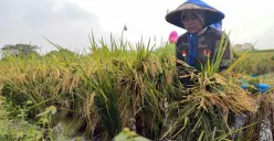 Antisipasi Fenomena El Nino di Sektor Pangan, Pramono Anung: Berjanji Bantu Sarana Produksi hingga tambah Impor Sapi Australia