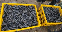 Dilakukan Serentak, Sebanyak 6,98 Ton Ikan Sapu-sapu Berhasil Ditangkap di 5 Wilayah Administrasi DKI Jakarta!
