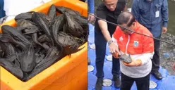 Pramono Anung Tanggapi Kritik MUI Soal Metode Pemusnahan Ikan Sapu-sapu yang Bertentangan dengan Syariah