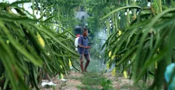 Dukungan Pemberdayaan BRI Bantu Petani Buah Naga Banyuwangi Raih Pasar yang Lebih Luas
