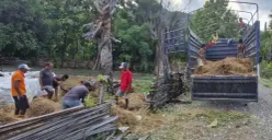 Bobibos Makin Berjaya di Tengah Krisis Energi Timor Leste