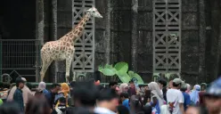 Masih Jadi Favorit, Taman Margasatwa Ragunan Capai 408.755 Wisatawan Sepanjang Libur Nataru, Punya Fasilitas Menarik Ini Loh! 