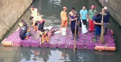 Operasi Gabungan Sudin KPKP Jakarta Barat Berhasil Menjaring 104 Ekor Ikan Sapu-sapu di Kali Olimo!