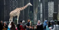 Rayakan HUT ke-499 DKI Jakarta, 3 Hari Gratis Tiket TMR hingga Program Ragunan Zoo dan Berbagai Hadiah Menarik bagi Pengunjung! 