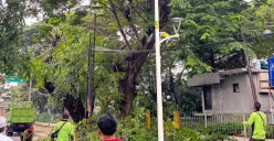 Potensi Angin Kencang, Sukdin Tamhut Jakarta Utara Sudah Tebang 1.150 Pohon Rawan Tumbang 