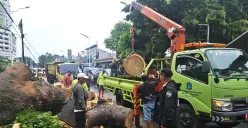 Berhasil Dievakuasi, Pemprov DKI Jakarta Tanggung Biaya Korban Meninggal Dunia Pohon Tumbang di Lenteng Agung