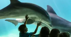 Sensasi Baru Libur Lebaran! Sea World Ancol Hadirkan Midnight Glow, Buka Sampai Malam Hari