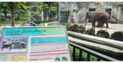 Manjakan Wisatawan di Masa Liburan, Ragunan hadirkan Atraksi Edukatif dan Hiburan Menarik, Catat Tanggalnya