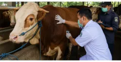 Jelang Idul Adha 2026, 74 Ekor Sapi Kurban di Palmerah Jalani Pemeriksaan Kesehatan