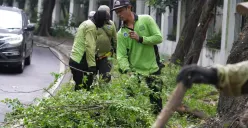 Antisipasi Cuaca Ekstrem, Sudin Tamhut Jakarta Utara Sudah Tangani 2.377 Pohon hingga April 2026