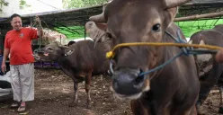Jelang Iduladha, Pramono Anung Pastikan Stok Daging di DKI Jakarta Aman dan Belum Alami Kenaikan 
