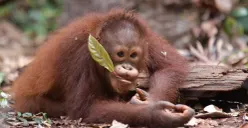 BNI Suarakan Pentingnya Pelestarian Satwa Langka di Hari Spesies Terancam Punah