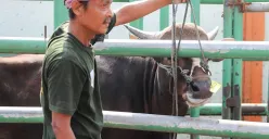 Jelang Idul Adha 1447 H, Dinas KPKP DKI Jakarta Imbau Juleha Lakukan Pelatihan dengan Halal Scienc Center IPB!