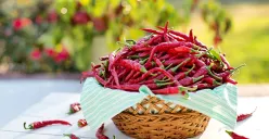 Cabe Merah Tembus Rp80 Ribu per Kg di DKI Jakarta! Jelang Idul Adha 1447 H, 6 Jenis Komoditas Hortikultural Alami Kenaikan