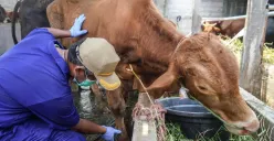 Jelang Iduladha 1447 H, Dinas KPKP DKI Jakarta Gencar Lakukan Pemeriksaan Hewan Kurban di TPnHK