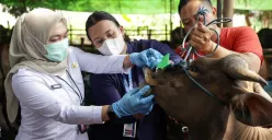 Sudin KPKP Jakarta Barat Pastikan 7.757 Ekor Hewan di 105 Titik Lokasi Penampungan Sehat!