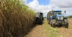 Dilema Harga Bioetanol, Bisakah Menguntungkan Petani Tebu Tanpa Membebani Konsumen?