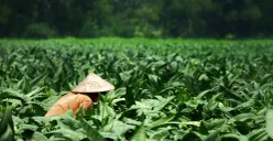 Apa Dampak Aturan 9 Layer Cukai Terhadap Petani Tembakau?