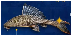 Ikan Sapu-sapu (Sumber: Instagram @direktoratpsdp_psdkp)