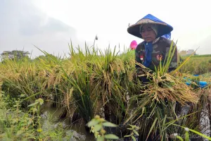 Berbagai langkah antisipasi dilakukan oleh Pemprov DKI Jakarta untuk menghadapi fenomena El Nino yang dapat mengganggu pasokan pangan. (Sumber: Beritajakarta.id | Foto: Beritajakarta.id)