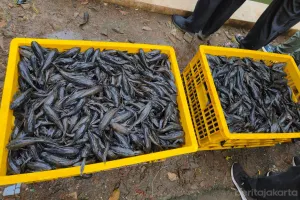 Pemerintah Provinsi (Pemprov) DKI Jakarta melalui Dinas Ketahanan Pangan, Kelautan, dan Pertanian (KPKP) mencatat sebanyak 68.880 ekor ikan sapu-sapu berhasil ditangkap. (Sumber: beritajakarta.id | Foto: beritajakarta.id)