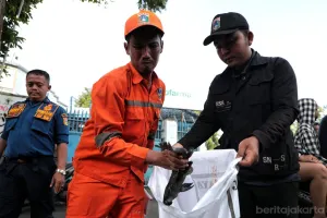 Petugas gabungan berhasil melakukan pengendalian ikan sapu-sapu dengan hasil tangkapan mencapai 1,87 ton dari sejumlah lokasi. (Sumber: beritajakarta.id | Foto: beritajakarta.id)