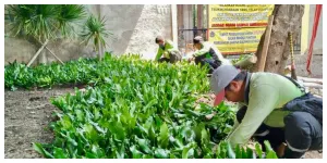 Bekas TPS Sampah Ilegal Diubah Jadi Ruang Hijau (Sumber: beritajakarta.id)