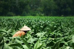 Ilustrasi Petani Tembakau (Sumber: Unsplash/Pix-Off)