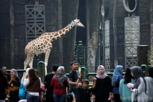 Taman Margasatwa Ragunan (TMR), Pasar Minggu, Jakarta Selatan, menyiapkan beragam kegiatan menarik untuk memeriahkan perayaan Hari Ulang Tahun (HUT) ke-499 Kota Jakarta. (Sumber: beritajakarta.id | Foto: beritajakarta.id)