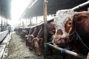 Perumda Dharma Jaya menargetkan penyediaan hewan kurban sebanyak 900 ekor sapi guna memenuhi kebutuhan masyarakat Jakarta dalam menyambut Hari Raya Iduladha 1447 Hijriah. (Sumber: Beritajakarta.id | Foto: Beritajakarta.id)